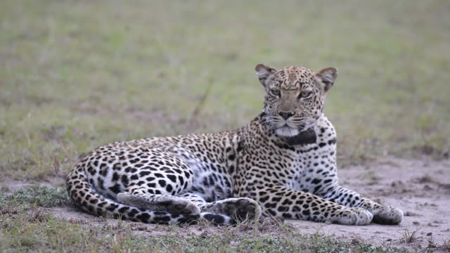 Leopard Lying With Paws Crossed