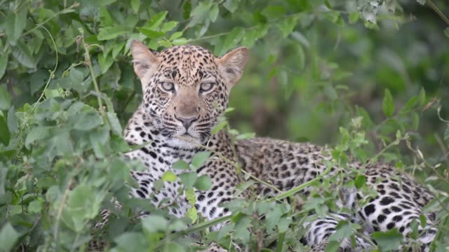 Leopard Portrait Among Leaves