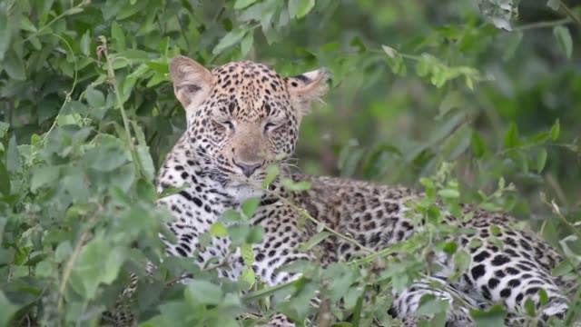 Leopard Half Closing Its Eyes