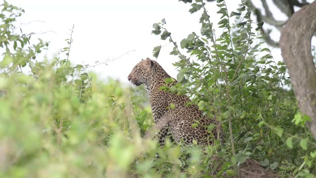 Leopard Sitting By Tree Trunk