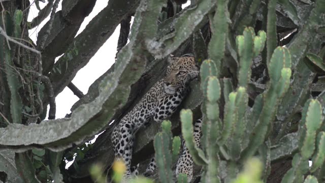 Leopard Resting Among Cactus Branches