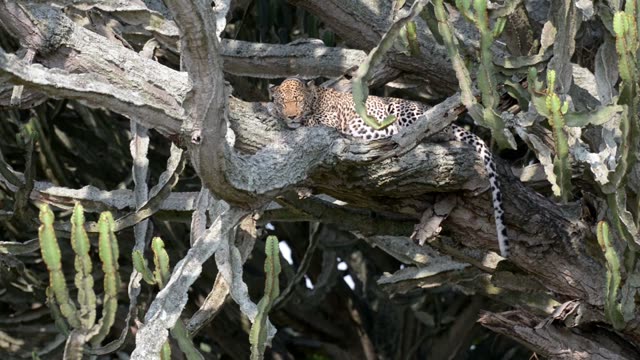 Leopard Sleeping On Thick Branch