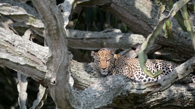 Leopard Dozing In Tree Fork