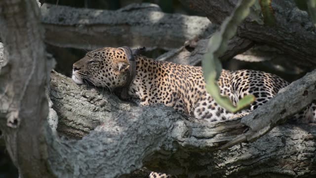 Leopard Head Resting On Bark