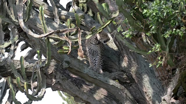 Leopard Framed By Cactus Limbs