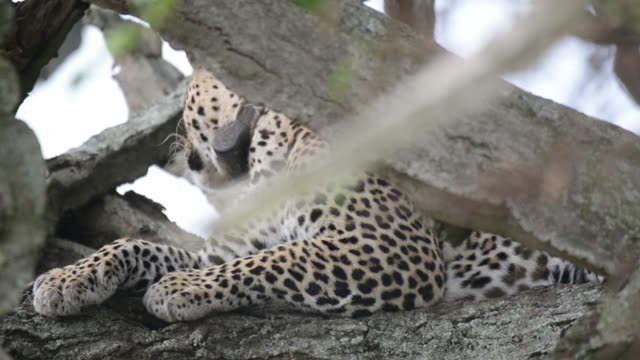 Leopard Grooming High In Tree