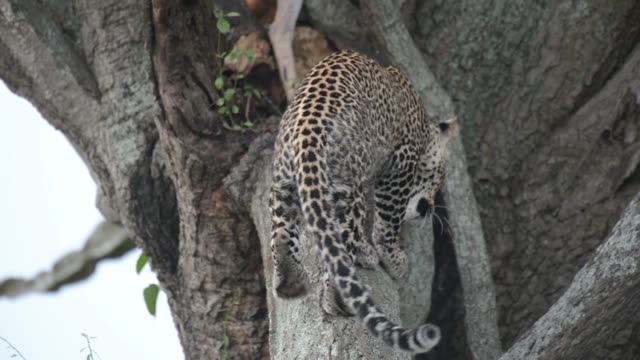 Leopard Climbing Down Tree Trunk