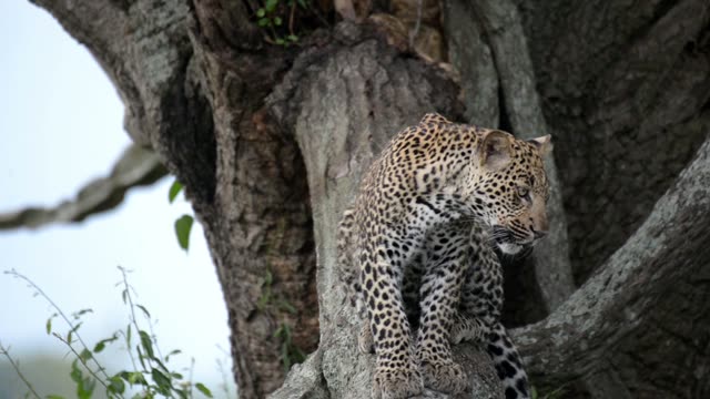 Leopard Crouched On Tree Trunk