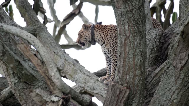 Leopard Standing In Branch Tangle