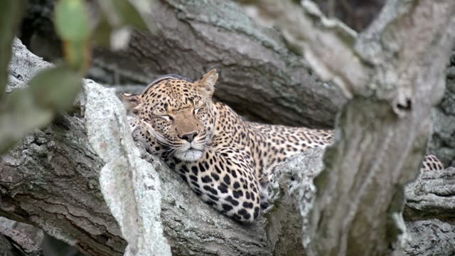 Sleepy Leopard Face On Branch