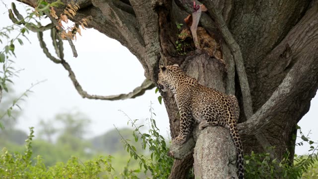 Leopard Climbing Toward Tree Cache