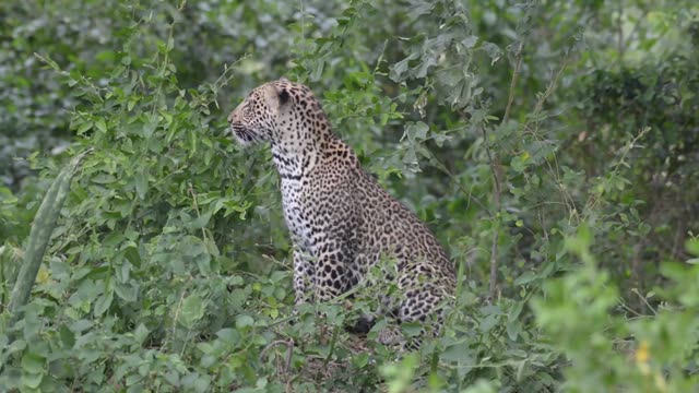 Leopard Sitting In Green Thicket