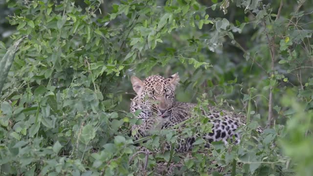 Leopard Pair Lying In Bush