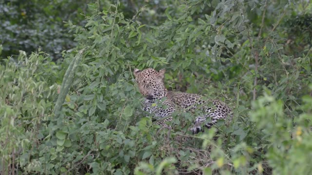 Leopard Half Hidden In Foliage