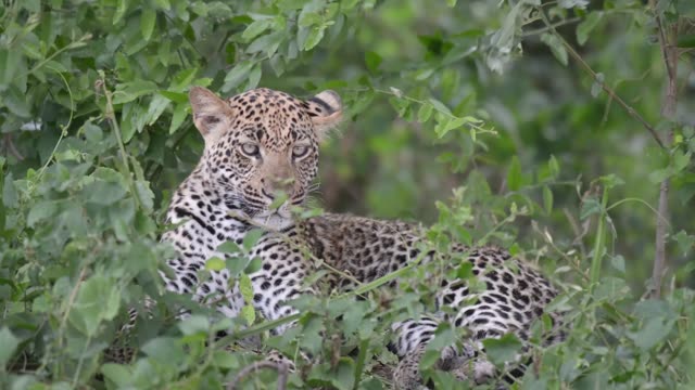 Leopard Resting Behind Green Screen