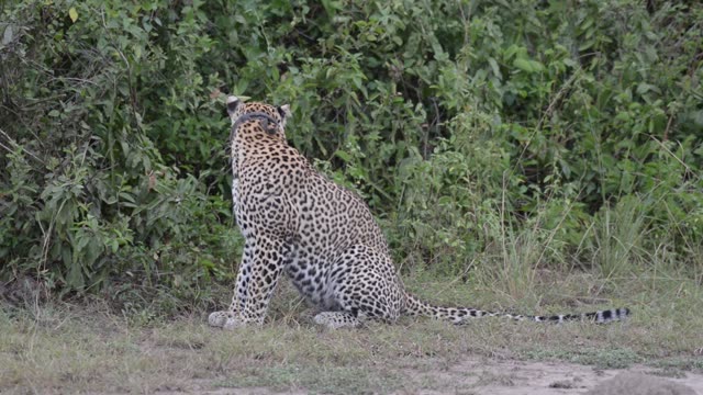Leopard Sitting At Bush Edge
