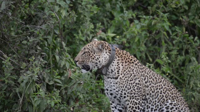 Leopard Profile Against Green Bush