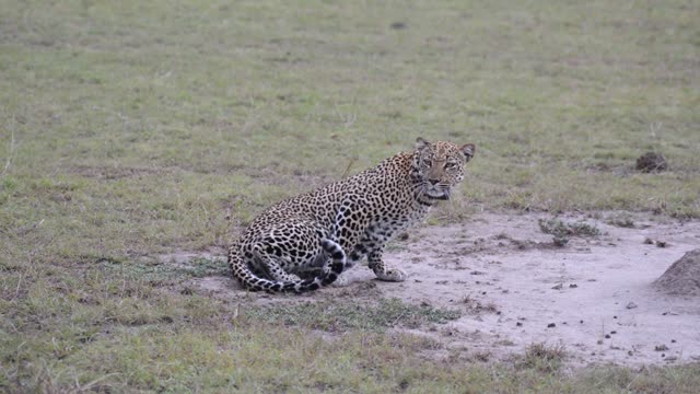 Leopard Crouching On Open Ground