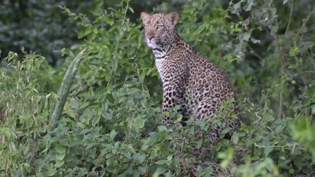 Leopard Sitting Above Green Scrub