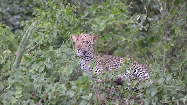 Leopard Lying In Leafy Cover