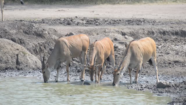 Eland Herd Drinking At Waterhole