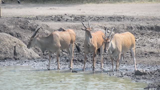 Eland And Zebra At Water