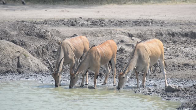 Eland Herd Drinking At Waterhole
