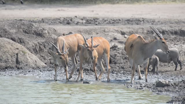 Eland And Zebra At Water