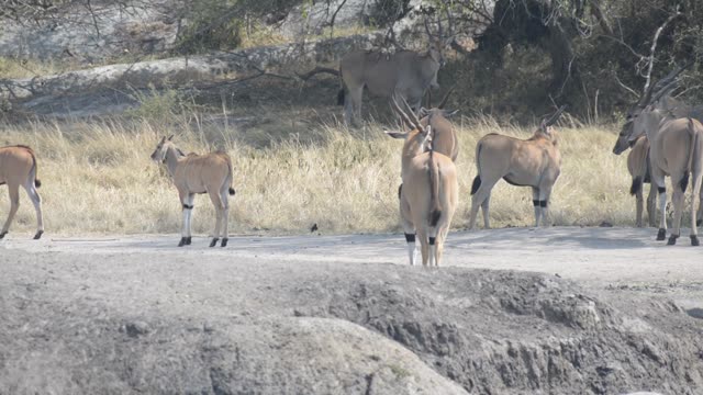 Eland And Zebra Sharing Water