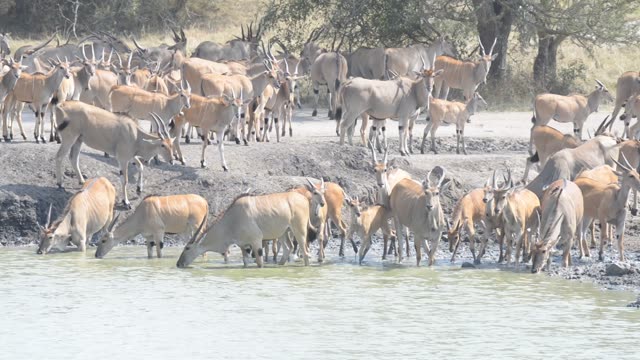 Eland And Zebra Sharing Water