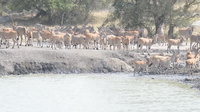 Eland And Zebra Sharing Water