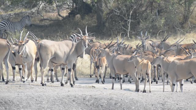 Eland And Zebra At Water