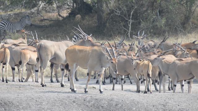 Eland Herd Drinking At Waterhole