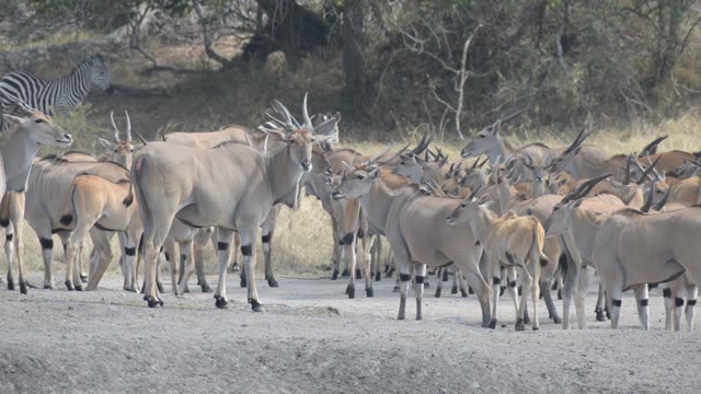Eland And Zebra At Water