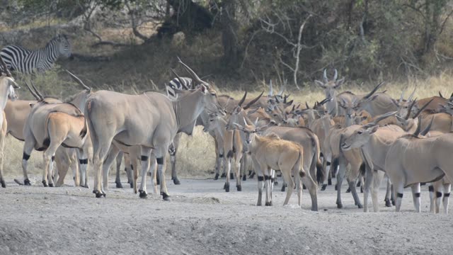 Eland Herd Drinking At Waterhole