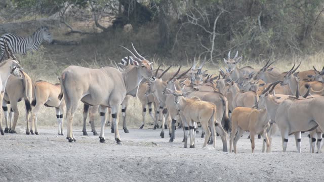 Eland And Zebra At Water