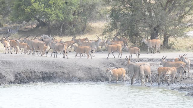 Eland And Zebra At Water