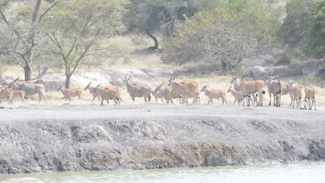 Eland Herd Drinking At Waterhole