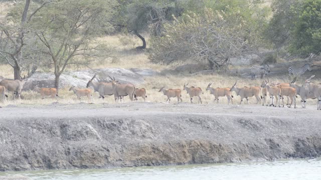 Eland Herd Drinking At Waterhole