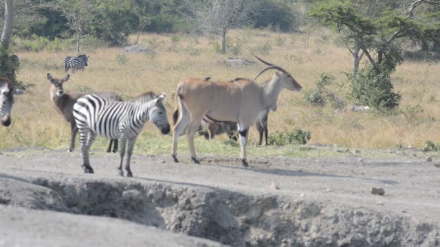 Eland And Zebra Sharing Water