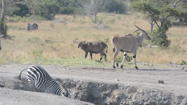 Eland And Zebra Sharing Water