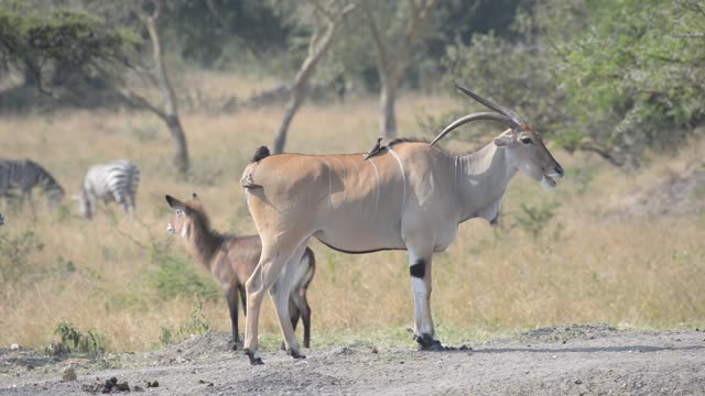 Eland And Zebra Sharing Water