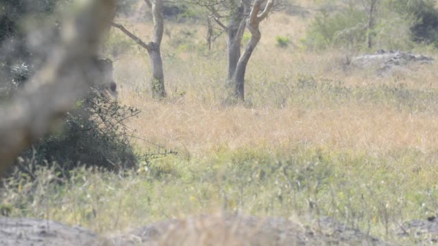 Eland And Zebra Sharing Water