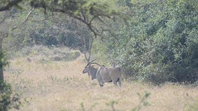 Eland And Zebra Sharing Water