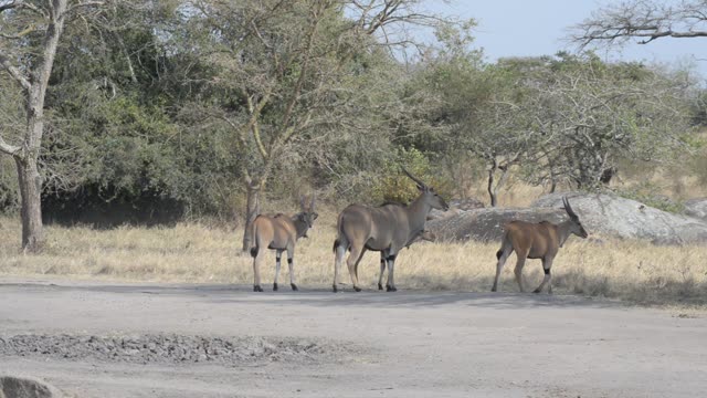 Eland And Zebra At Water