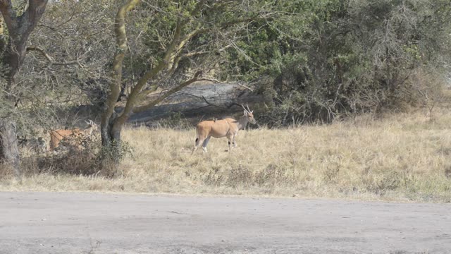Eland Herd Drinking At Waterhole