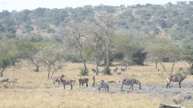 Eland Herd Drinking At Waterhole