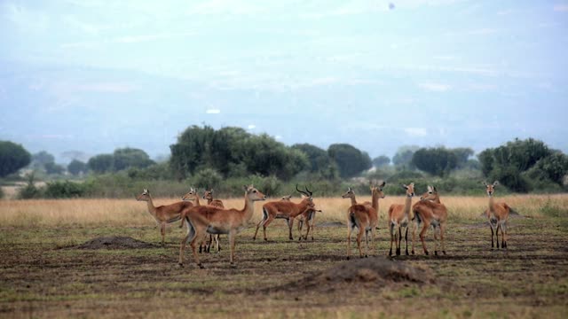 Kob Antelope In Grassland
