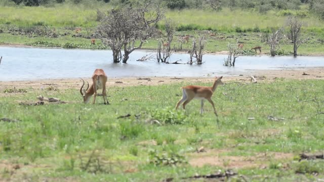 Kob Pair By The Water