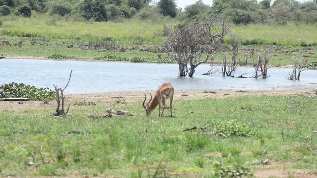 Kob Antelope In Grassland